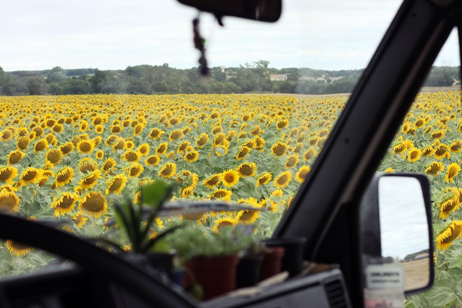Field of sunflowers - France In A Campervan