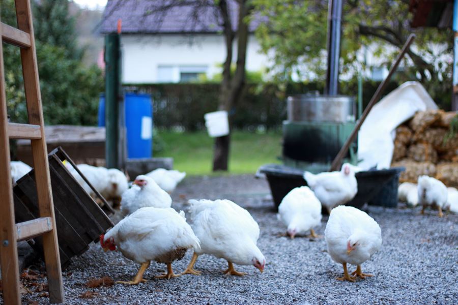 Chickens at Pr’ Krač Homestead in Slovenia