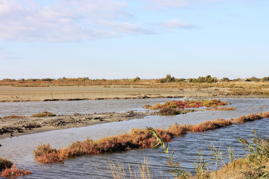 Where To Find Wild Flamingos In The Camargue